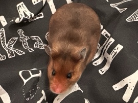 Hamster – female Syrian hamster – Consett