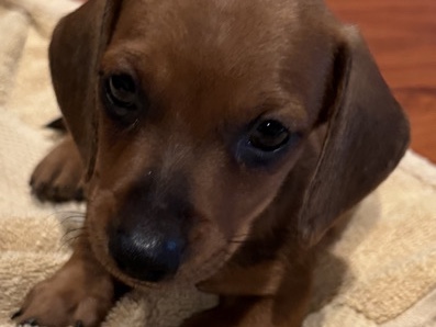 Dachshund – AKC Miniature Dachshund Puppy – Wewahitchka