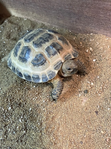 tortoise