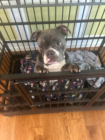 micro American bully