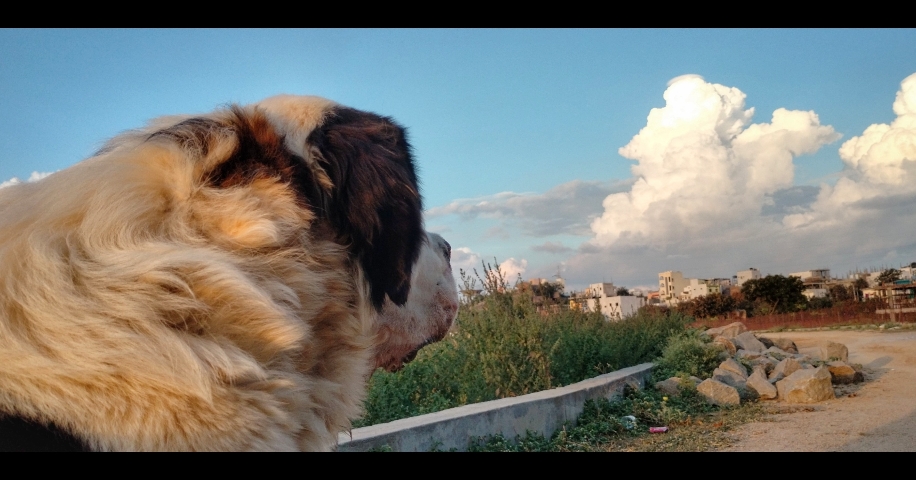 St. Bernard – Saint Bernard ph.no 8247659011