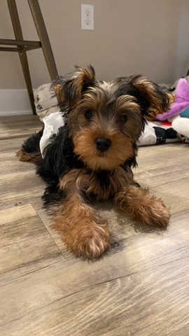 Yorkshire Terrier – 4Mo Boy Yorkie - need home ASAP