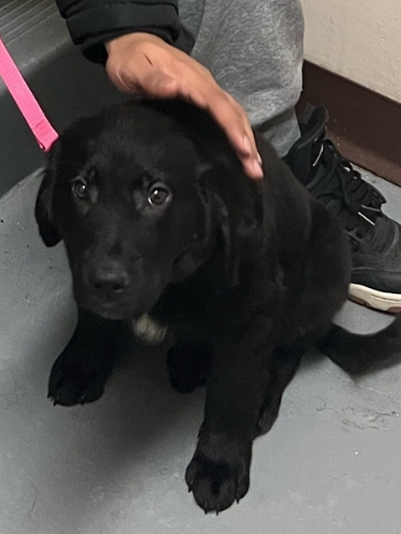 Labrador Retriever – Female dog for sale