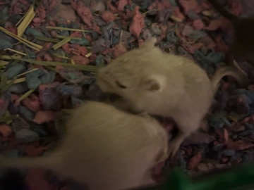 Gerbil – Gerbils – Hagaman