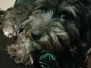 Irish Wolfhound – Very special miniature schnauzer Named "Pepper"