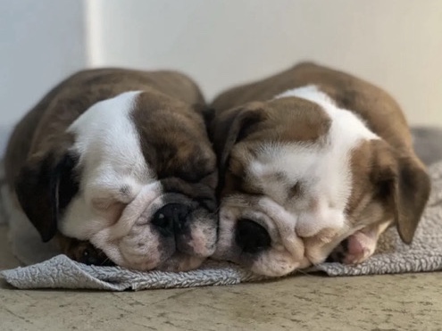 🏆 Top-Quality English Bulldog Puppies – 12 Weeks Old | Coco & Teddy 🏆 – Milwaukee