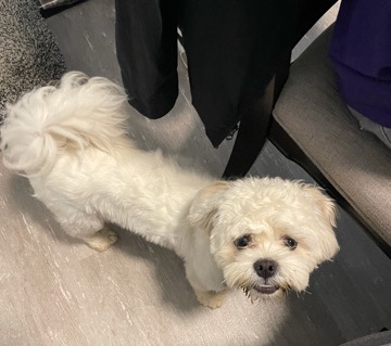 Lhasa Apso – Smart, Fun and Lovable Sampson