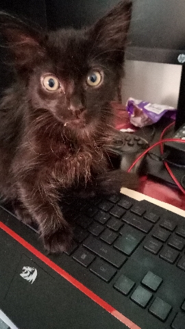 Oriental Longhair – Looks like  a Bombay and Oriental long hair kitten