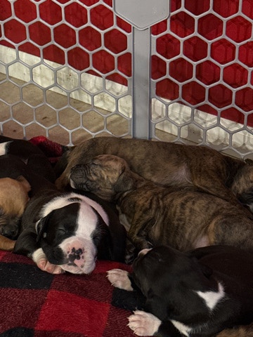 Boxer – XL Bully Boxer