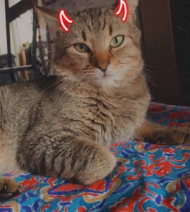 loving and playful tabby male cat