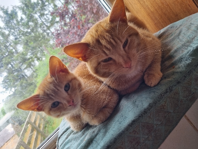 beautiful ginger boy