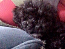 Poodle – puddles – Lake Worth
