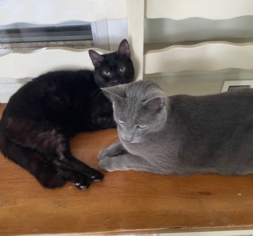 Russian Blue – Ash and Bagheera looking for their FURever home