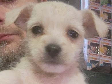 Chihuahua - Malchi Puppies available for adoption in Thornton