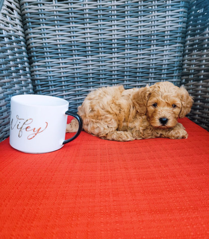 Poodle – Toy Poodle Male Puppy