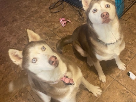 Siberian Husky – rehome – Pasadena