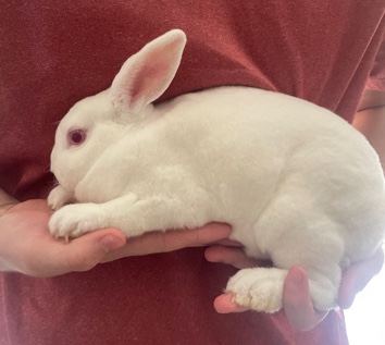 American – rabbit for sale