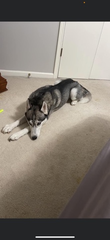 Siberian Husky – Siberian husky