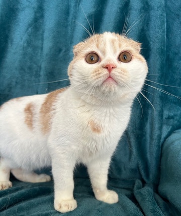Scottish Fold – Stunnig Scottish Fold Hammer