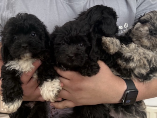 Schnoodle – schnoodle puppy’s – Nottingham