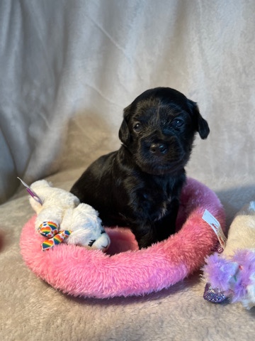Maltipoos pups for sale