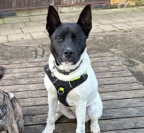 Akita – meet winter – Northampton