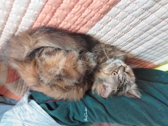 Persian (Modern) – Persian cat male and female