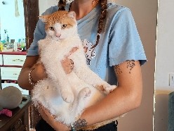 Gato muy cariñoso y bueno – Barcelona