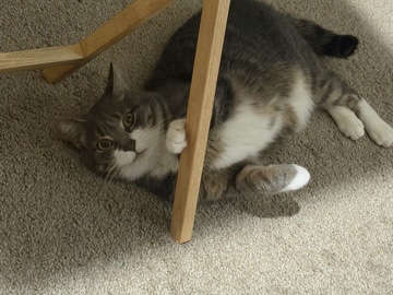 Russian White, Black and Tabby – Free Cat in DE. – New Castle