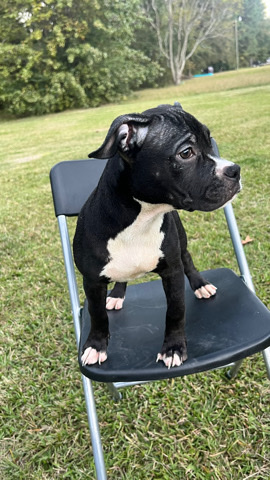 American Bulldog – I am a breeder