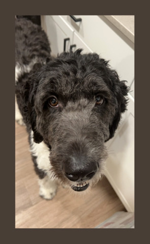 Newfoundland – Newfypoo for sale