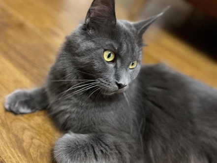 TICA Registered Active Female Maine Coons