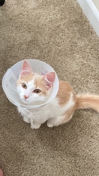 American Shorthair – re-homing kitten