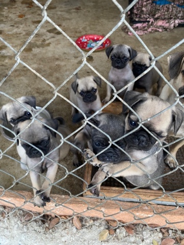 pugs