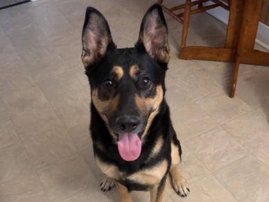 German Shepherd – German Shepard dog – Portage
