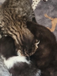 British Shorthair – 3 adorable kittens