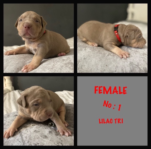 American Bulldog – XL bully abkc pups