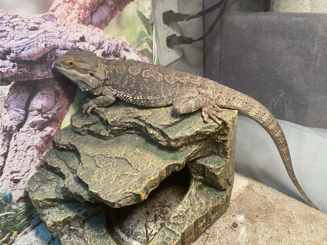 Lizard – Bearded Dragon (Spike) (sold) – Brooksville