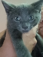 Male & female 8wk old kitten's for sale