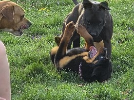 Rottweiler – Barbara – Indianapolis