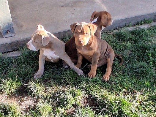 American Pit Bull Terrier – American Pitbull Puppies – Fresno