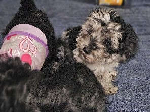 Morkie – Litter Of Morkie Poos – Las Vegas