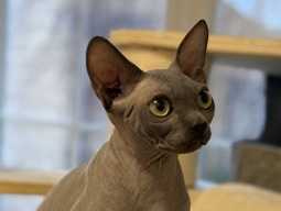Sphynx – Sphynx – Chelmsford