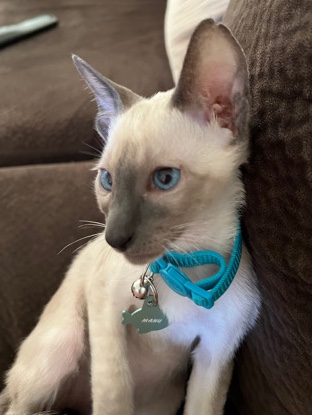 Siamese – Selling Siamese kitten