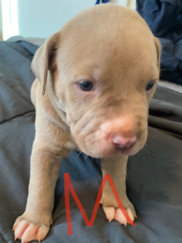 American Pit Bull Terrier – Male American pit bull
