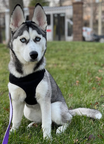 Siberian Husky – Husky in Need of a Home