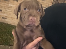 Male American Bully Puppy
