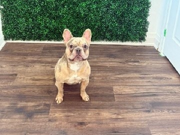 French Bulldog - french bulldog available for adoption in Brampton