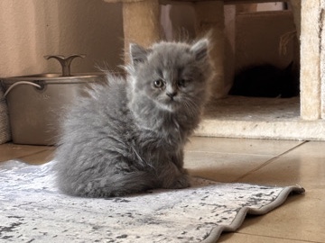 Persian (Modern) – Dollface persian kittens – North Port