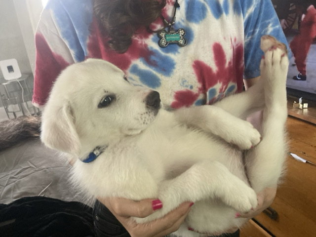 Labrador Husky – White husky – Oklahoma City